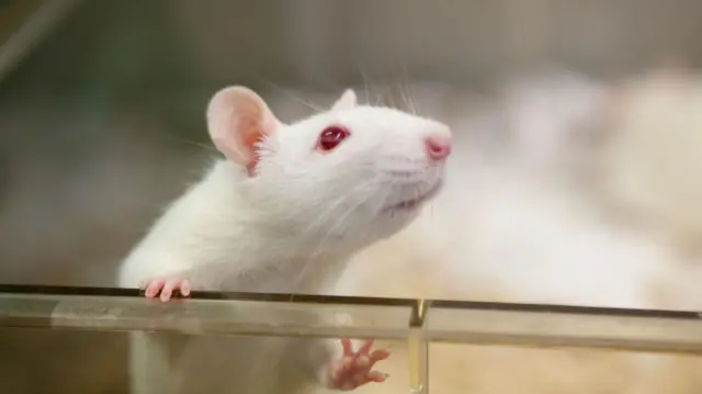 Rato de laboratório