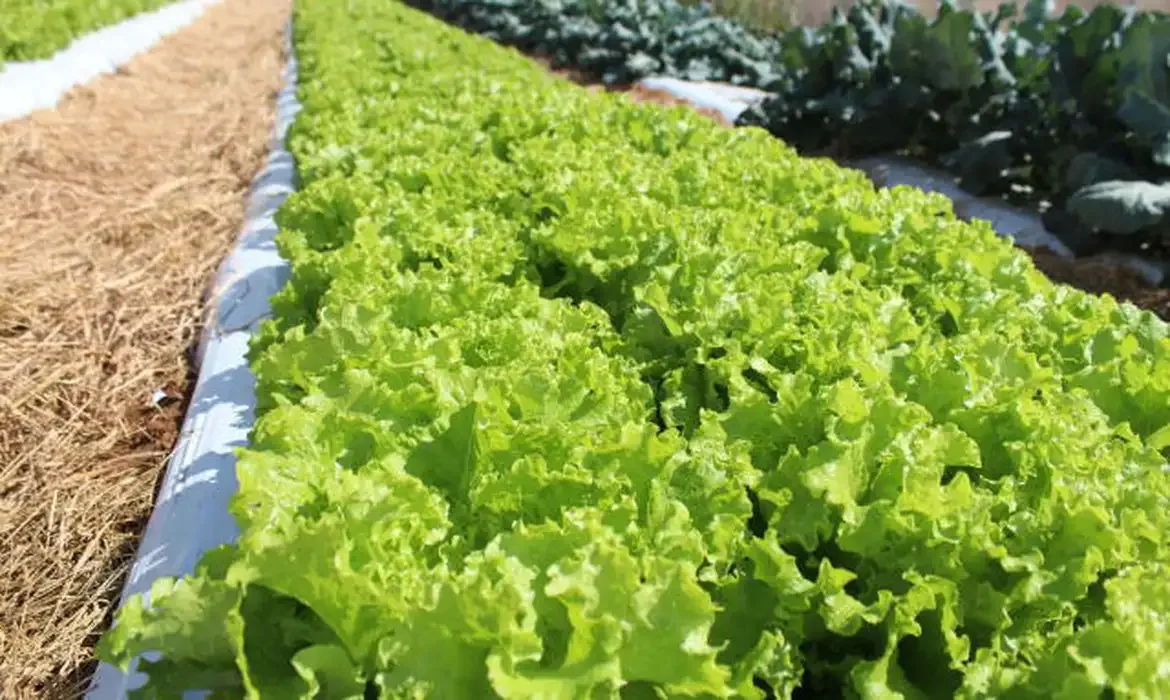 Italo Ludke/Embrapa Brasília (DF), 08/09/2025 - horta de alface no campo. Foto: Italo Ludke/Embrapa