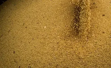 Colheita de soja, soja, grãos