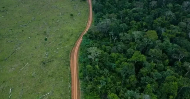 Imagem mostra área preservada de floresta (à direita) e área desmatada (à esquerda) cruzada por uma rodovia sem asfalto