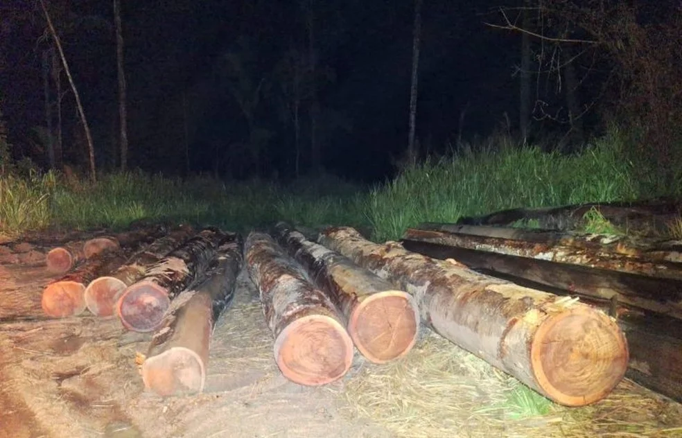 Toras apreendidas — Foto: Reprodução