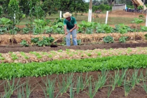 Parceria amplia acesso ao crédito rural a agricultores familiares em Rondônia